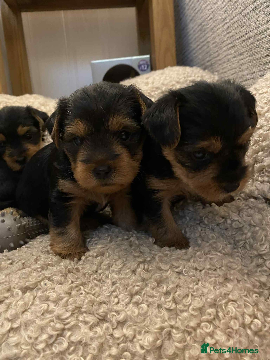 Yorkshire Terrier dogs for sale: Two Female Yorkshire Terrier Puppies  - Advert 3