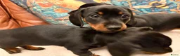 Miniature Dachshund dogs for sale: Miniature dachshund pups - Advert 26