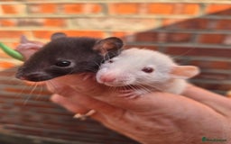 Rat rodents for sale:  top eared baby rats  - Image 3