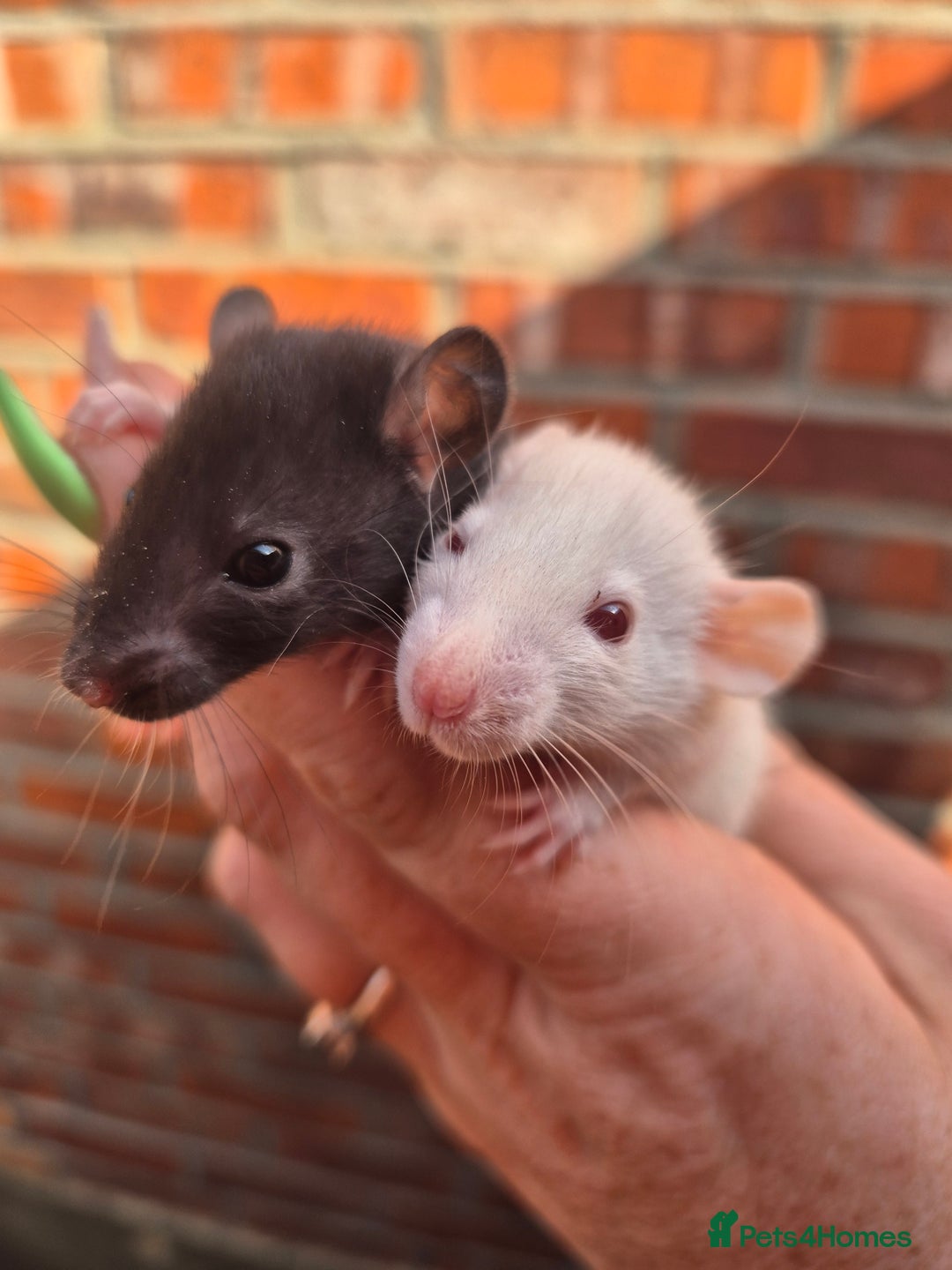 Rat rodents for sale:  top eared baby rats  - Image 3