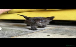 Mixed Breed cats for sale: 4 x Beaitiful Kittens READY NOW - Image 8