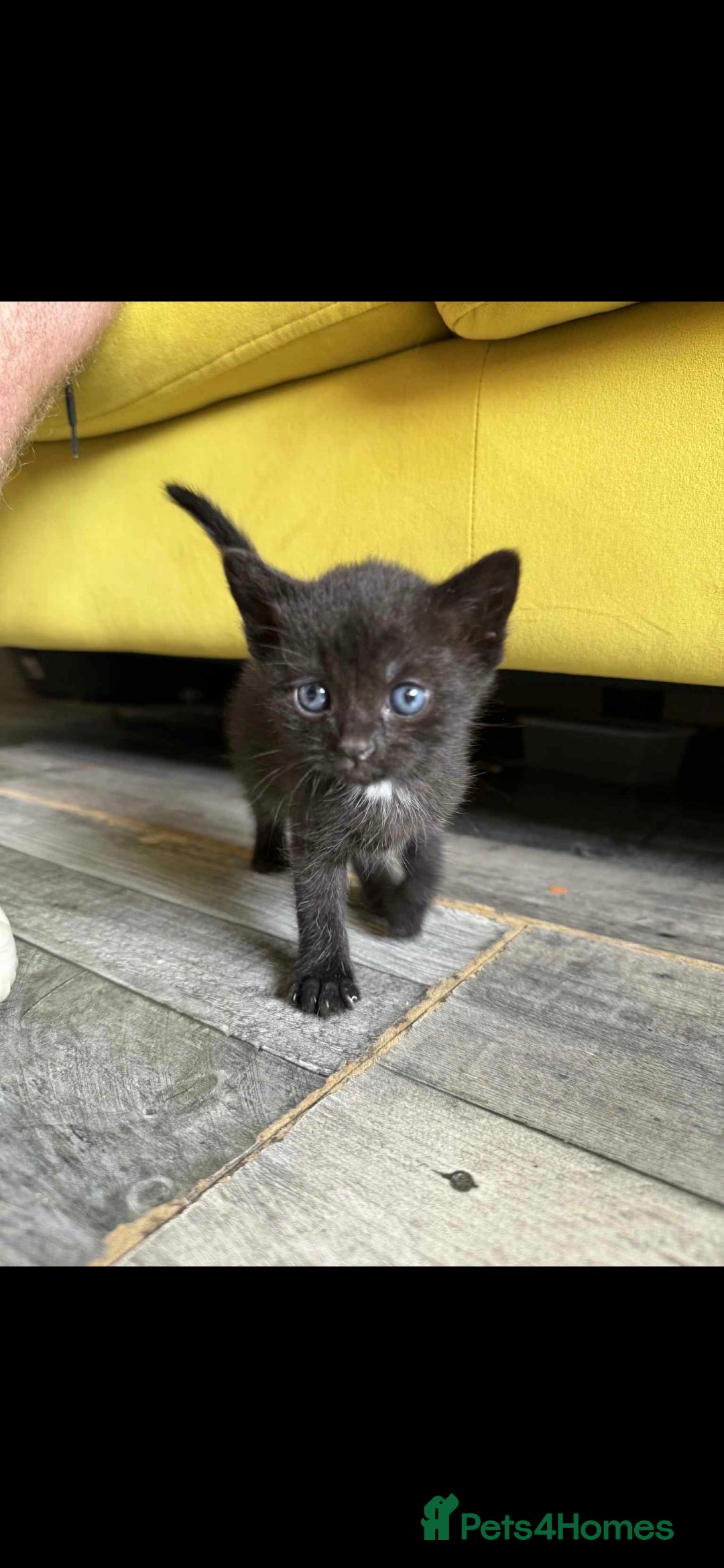 Mixed Breed cats for sale: 4 x Beaitiful Kittens READY NOW - Image 8