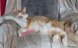 Maine Coon cats for sale: Maine coon X Ragdoll kittens - Image 5