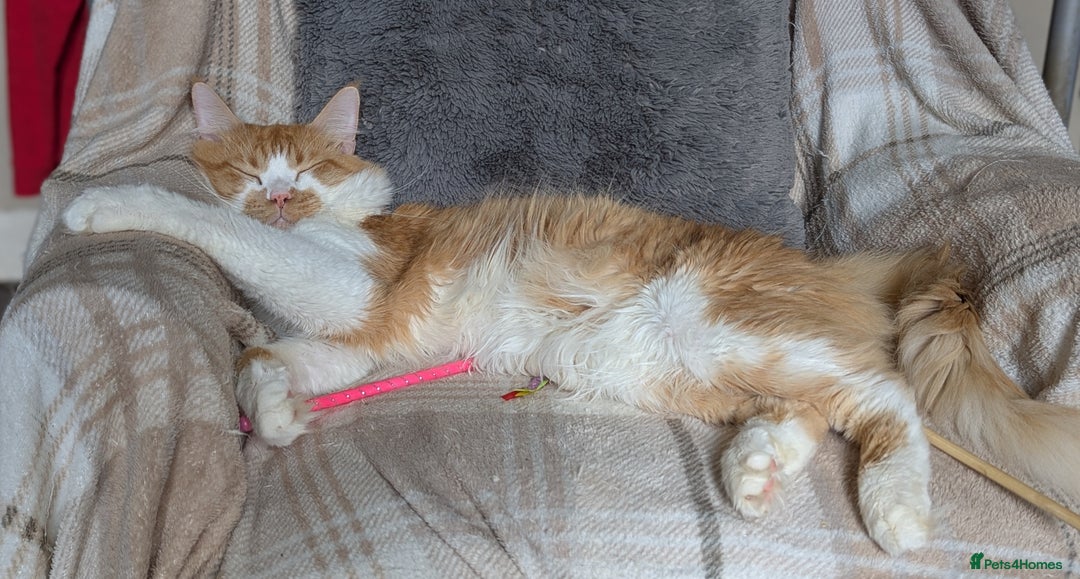 Maine Coon cats for sale: Maine coon X Ragdoll kittens - Image 5