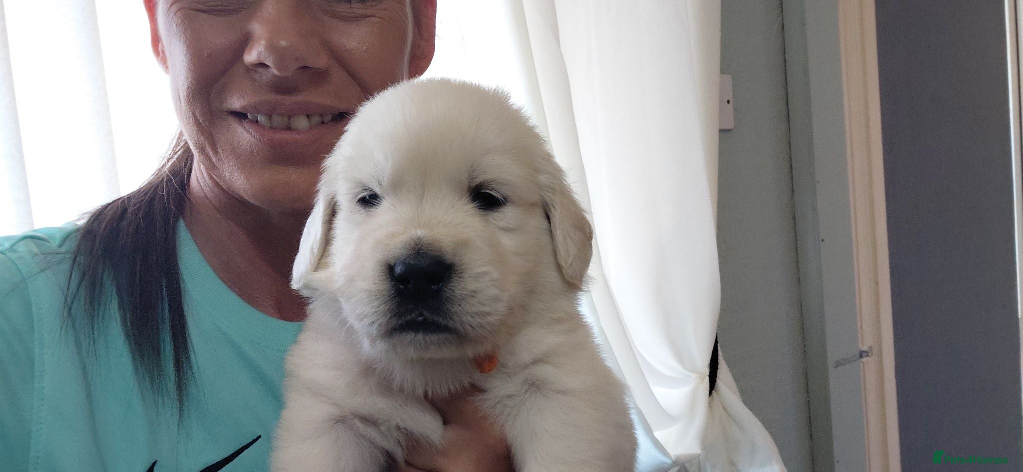 Golden Retriever dogs WHITE GOLDEN REYRIEVER PUPS 4 MALE 1 FEMALE - Advert 17