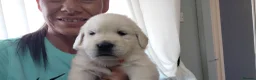 Golden Retriever dogs for sale: WHITE GOLDEN REYRIEVER PUPS 4 MALE 1 FEMALE - Advert 1