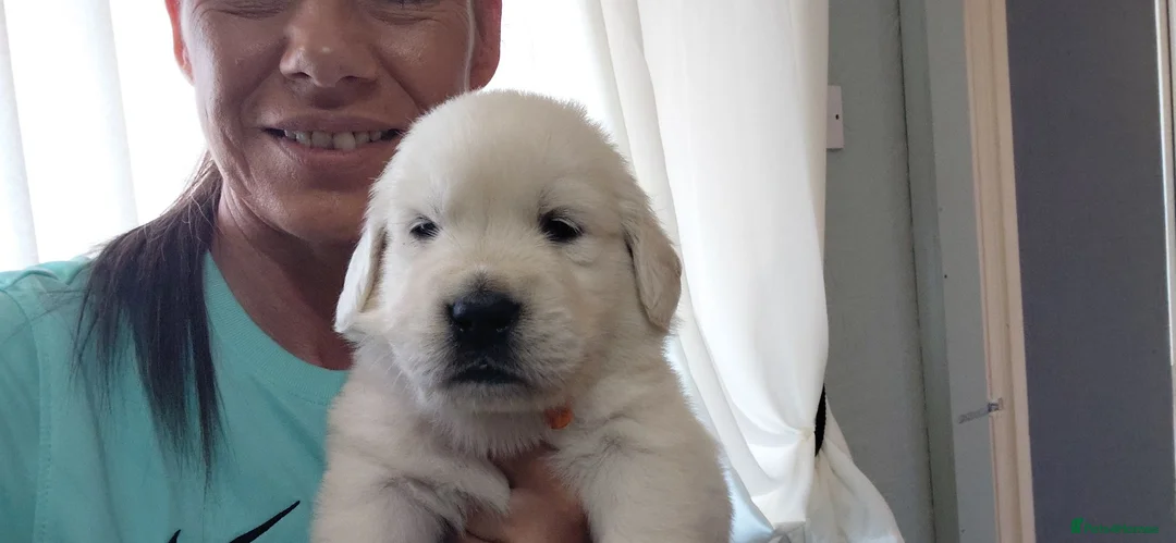 Golden Retriever dogs for sale: WHITE GOLDEN REYRIEVER PUPS 4 MALE 1 FEMALE - Advert 1