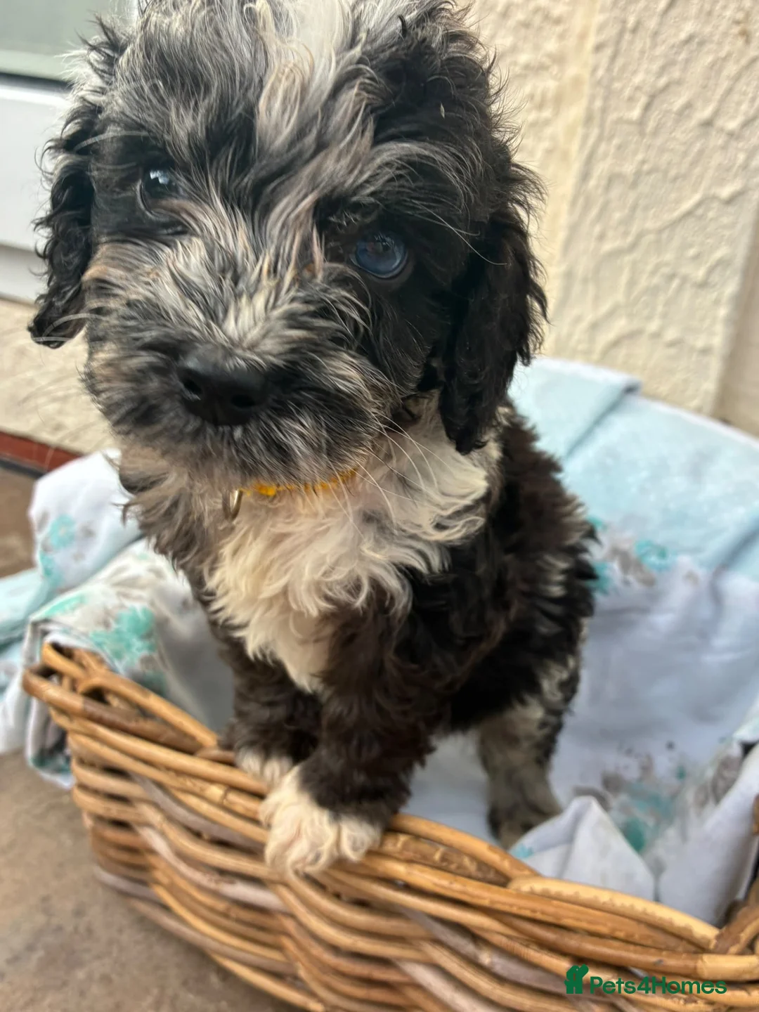 Cockapoo dogs for sale: Beautiful F1b cockapoo puppies  - Advert 1