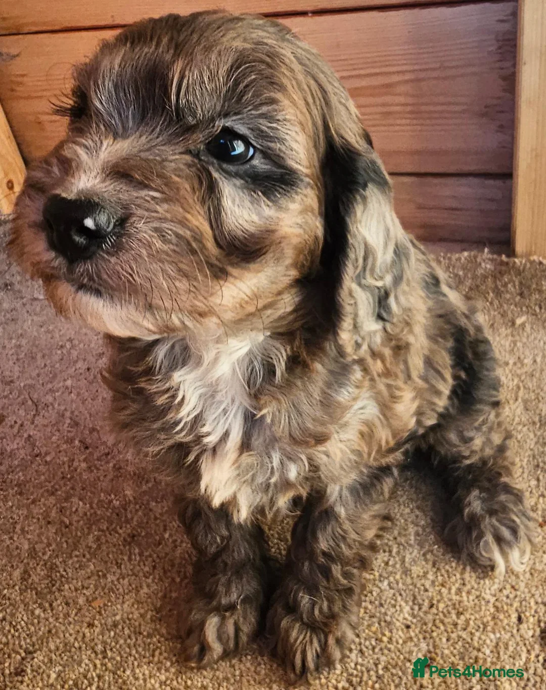 Cockapoo dogs for sale: Cockerapoo puppies F1  - Advert 1