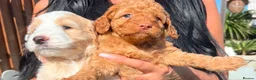 Cockapoo dogs for sale: Stunning cockapoo puppies in Beccles - Advert 13
