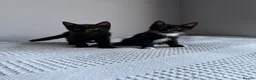 Domestic Shorthair cats for sale: Three kittens for sale  - Advert 19