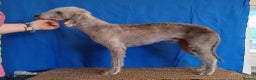 Bedlington Terrier dogs for stud: Bedlington Terrier at Stud - Advert 2