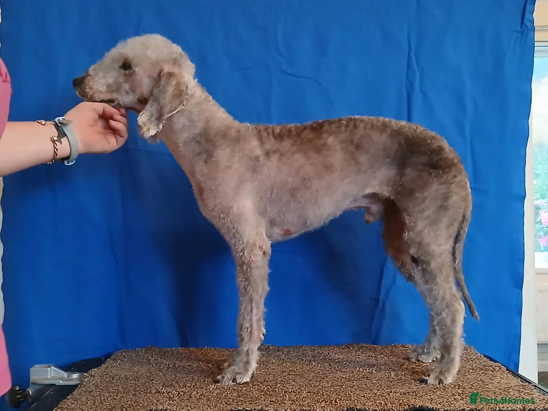 Bedlington Terrier dogs for stud: Bedlington Terrier at Stud - Advert 2