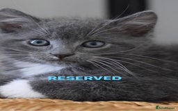 Mixed Breed cats for sale: Beautiful Russian Blue Mix Kittens - Image 4
