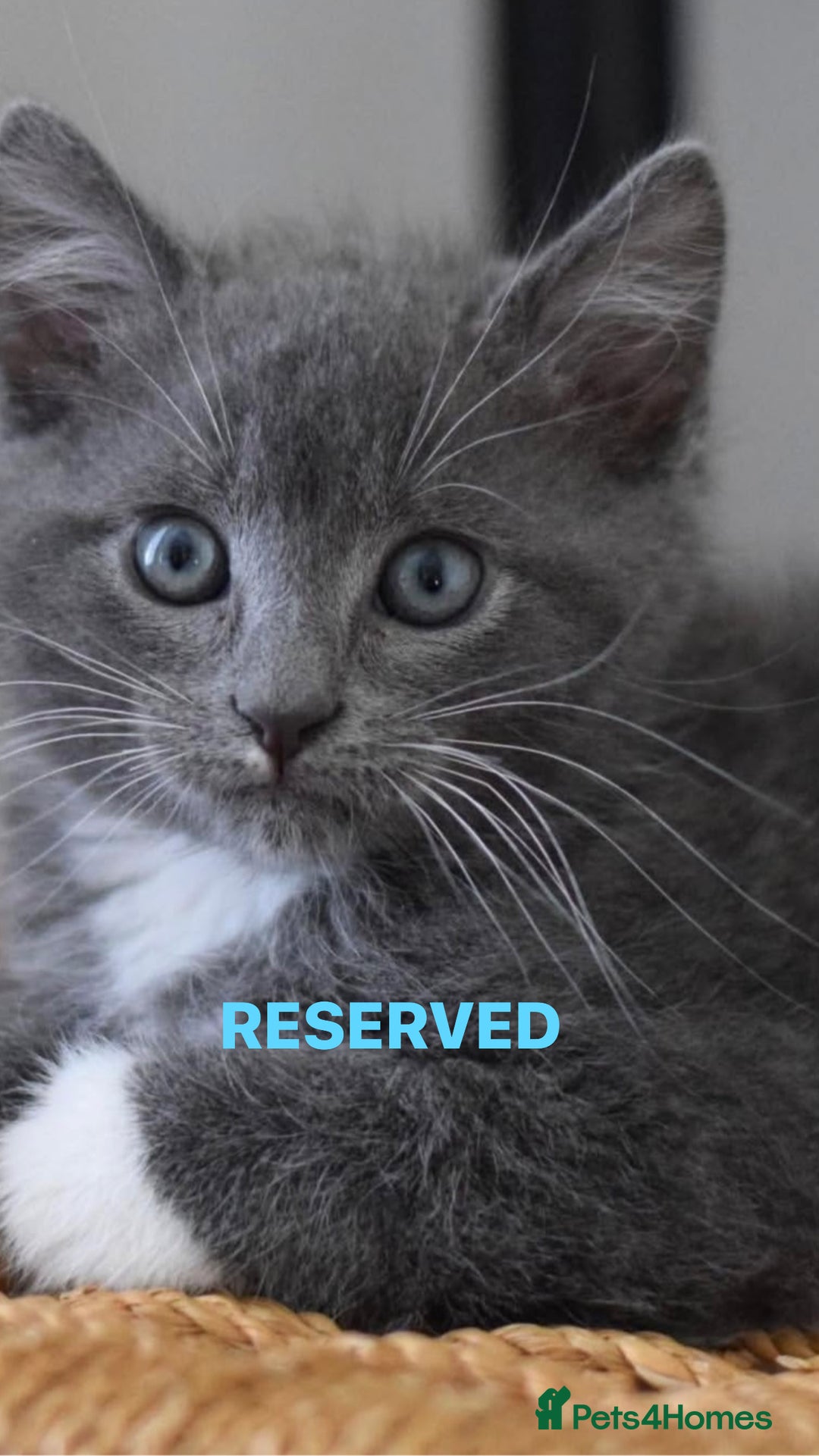 Mixed Breed cats for sale: Beautiful Russian Blue Mix Kittens - Image 4