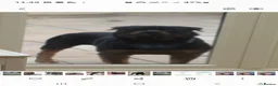 Rottweiler dogs for sale: Outstanding full German champion pedigree puppies  in Solihull - Advert 9