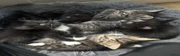 Mixed Breed cats for sale: 😍🐈5 male kittens for sale🐈 😍 - Advert 6