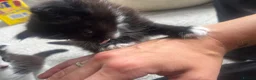 Maine Coon cats for sale: Maine Coon Kittens Looking for Homes 🐾 - Advert 9