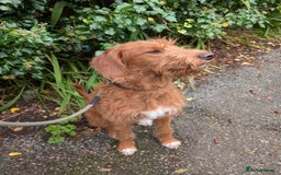Mixed Breed dogs for sale: Goldendoodle x Fox Red Labrador  - Image 5
