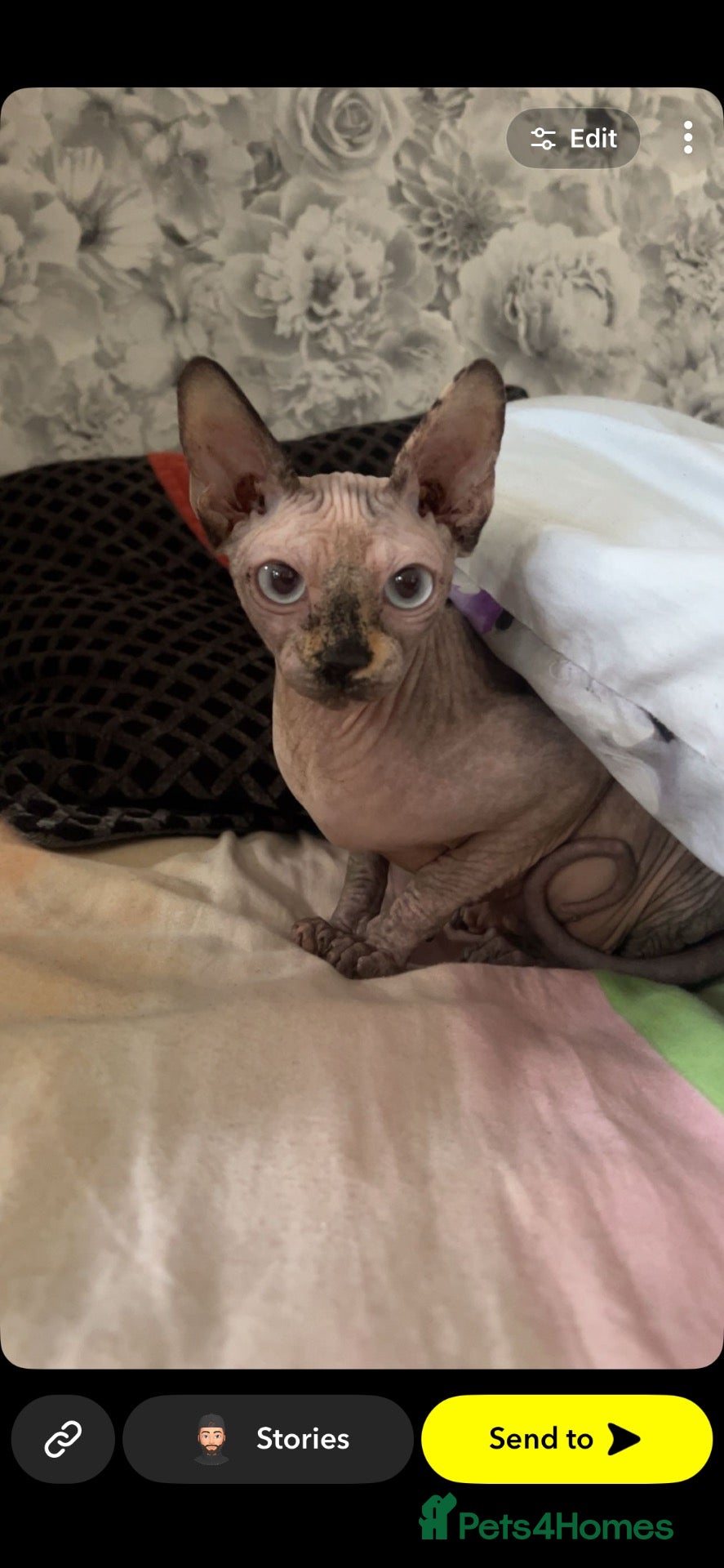 Sphynx cats My gorgeous Canadian sphynx  - Advert 7