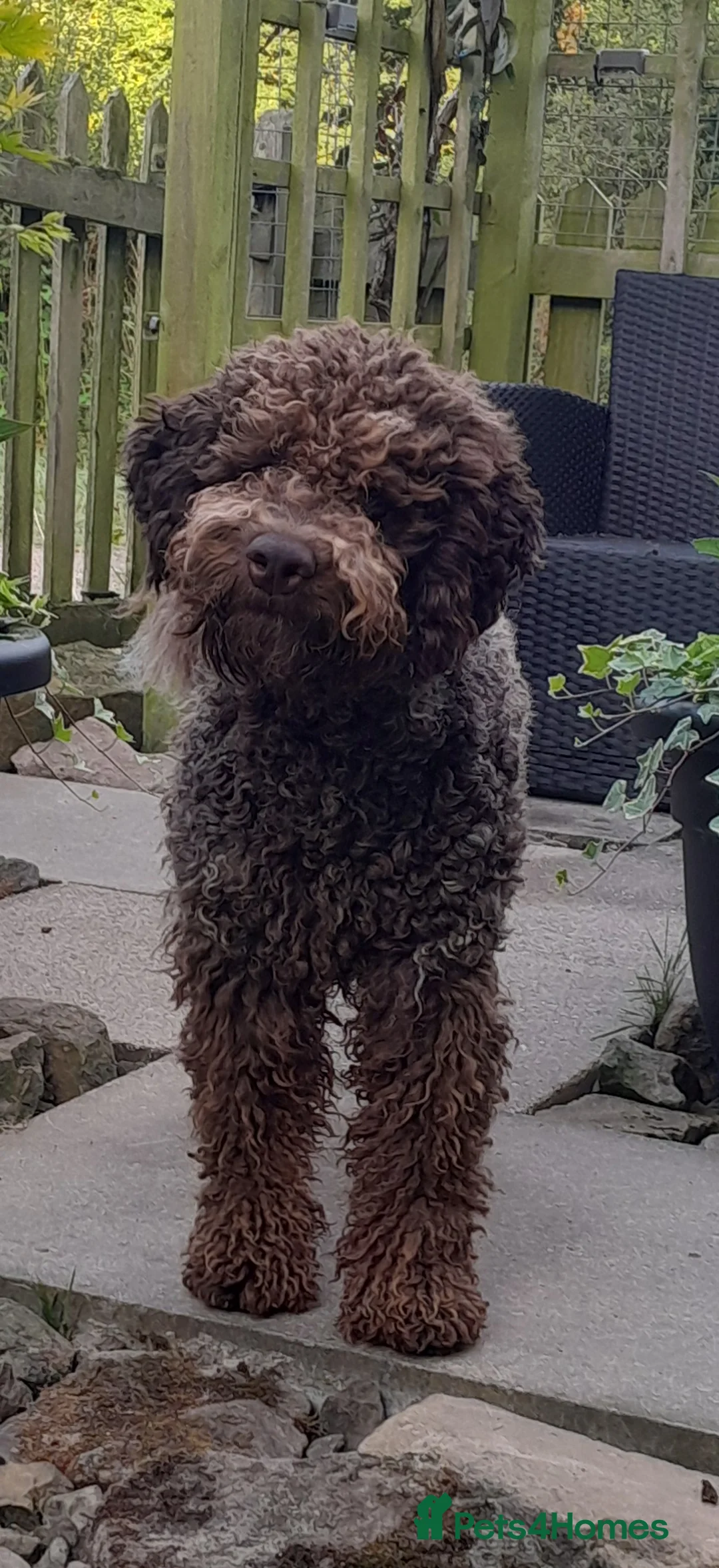 Lagotto Romagnolo dogs for stud: Kc reg proven dna tested lagotto  for stud £700 in Belper - Advert 4