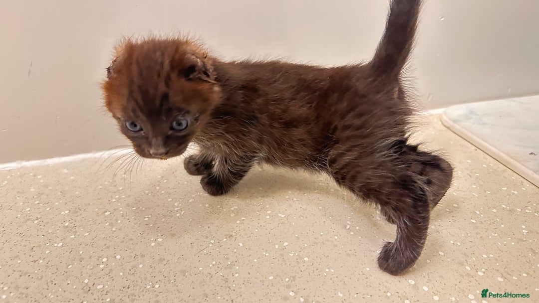 Savannah cats for sale: Stunning F3 Savannahs - Image 11