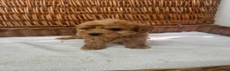 Jackapoo dogs for sale: F1b toy jackapoo puppies  - Advert 7