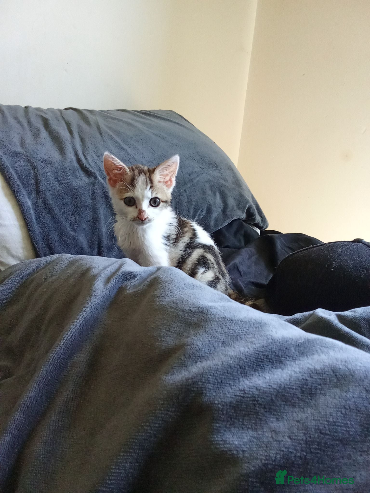 Mixed Breed cats Cats for adoption! - Advert 18