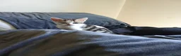 Mixed Breed cats for sale: Cats for adoption! - Advert 11