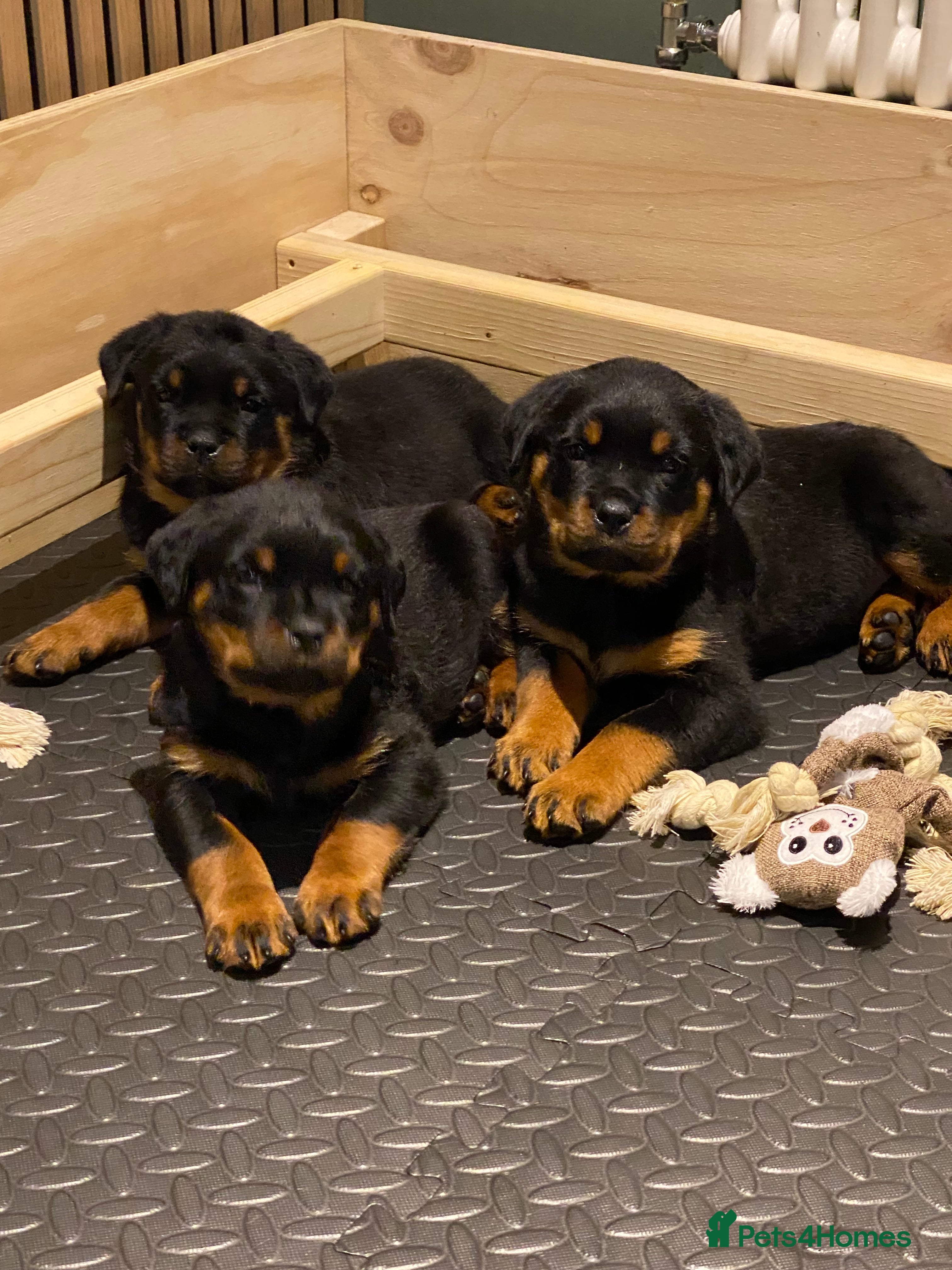 Rottweiler dogs Purebred Rottweiler Puppies - Advert 1