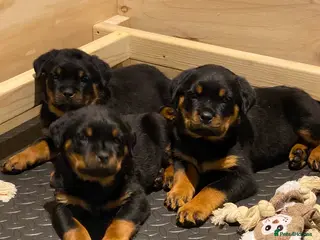 Rottweiler dogs Purebred Rottweiler Puppies - Advert 5