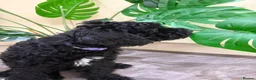 Cavapoo dogs for sale: READY NOW Beautiful f1b black Cavapoos DNA Clear  - Advert 4
