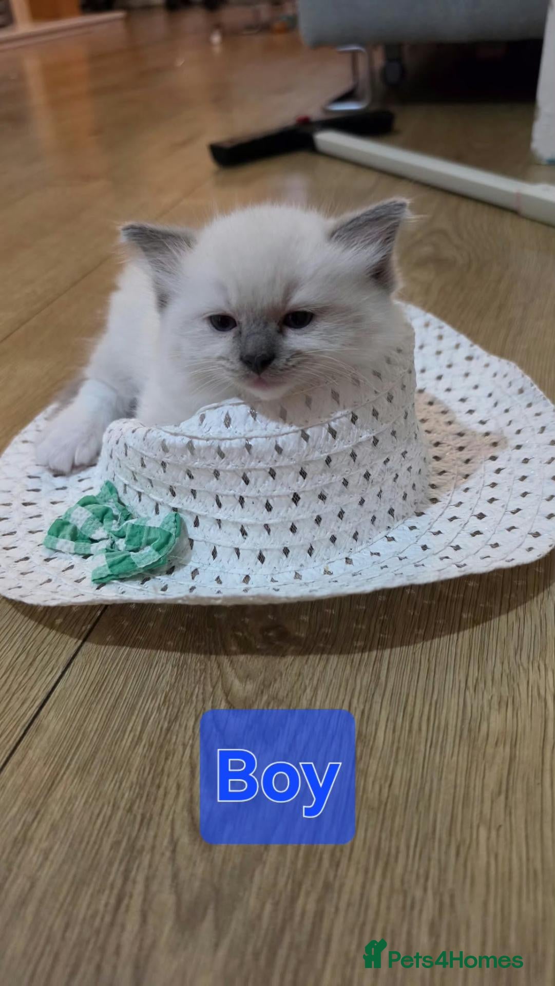Ragdoll cats 🐱 4 Kittens Looking for Their Forever Homes - Advert 1