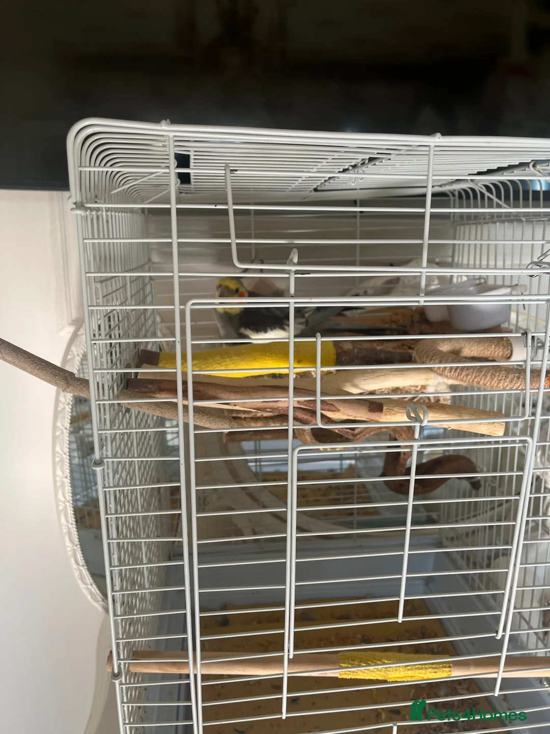Cockatiels birds for sale: Cockatiels  - Advert 2