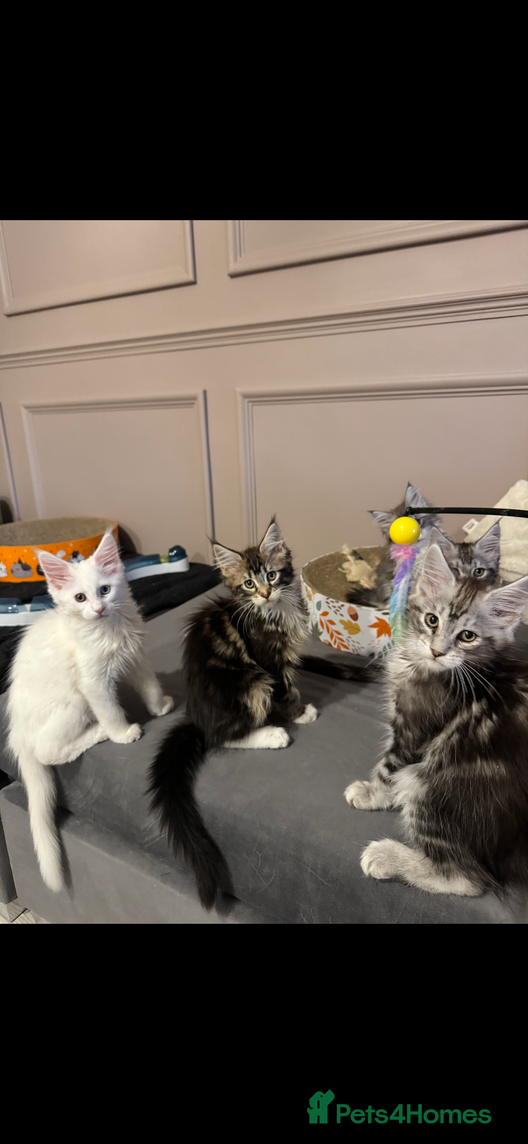 Maine Coon cats for sale: Maine Coon kittens TICA reg. 3girls available  - Advert 8