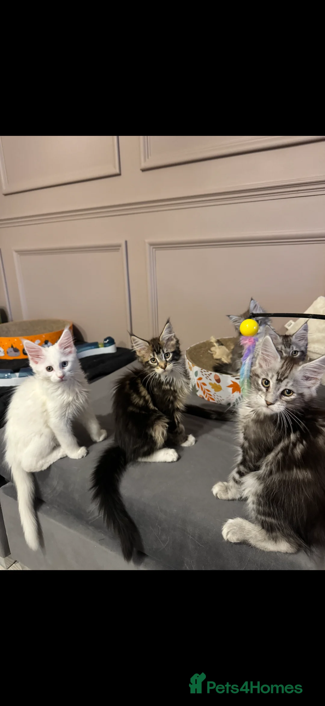 Maine Coon cats for sale: Maine Coon kittens TICA reg. 3girls available  - Advert 17