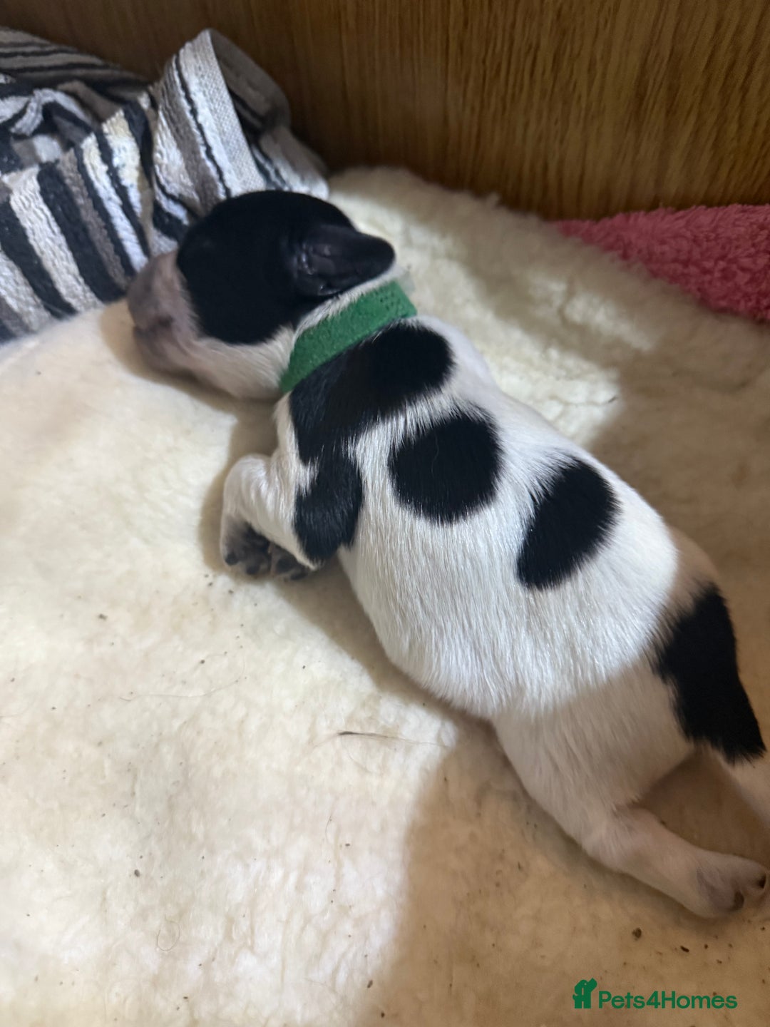 Sprocker dogs for sale: Sprocker puppies  - Advert 13