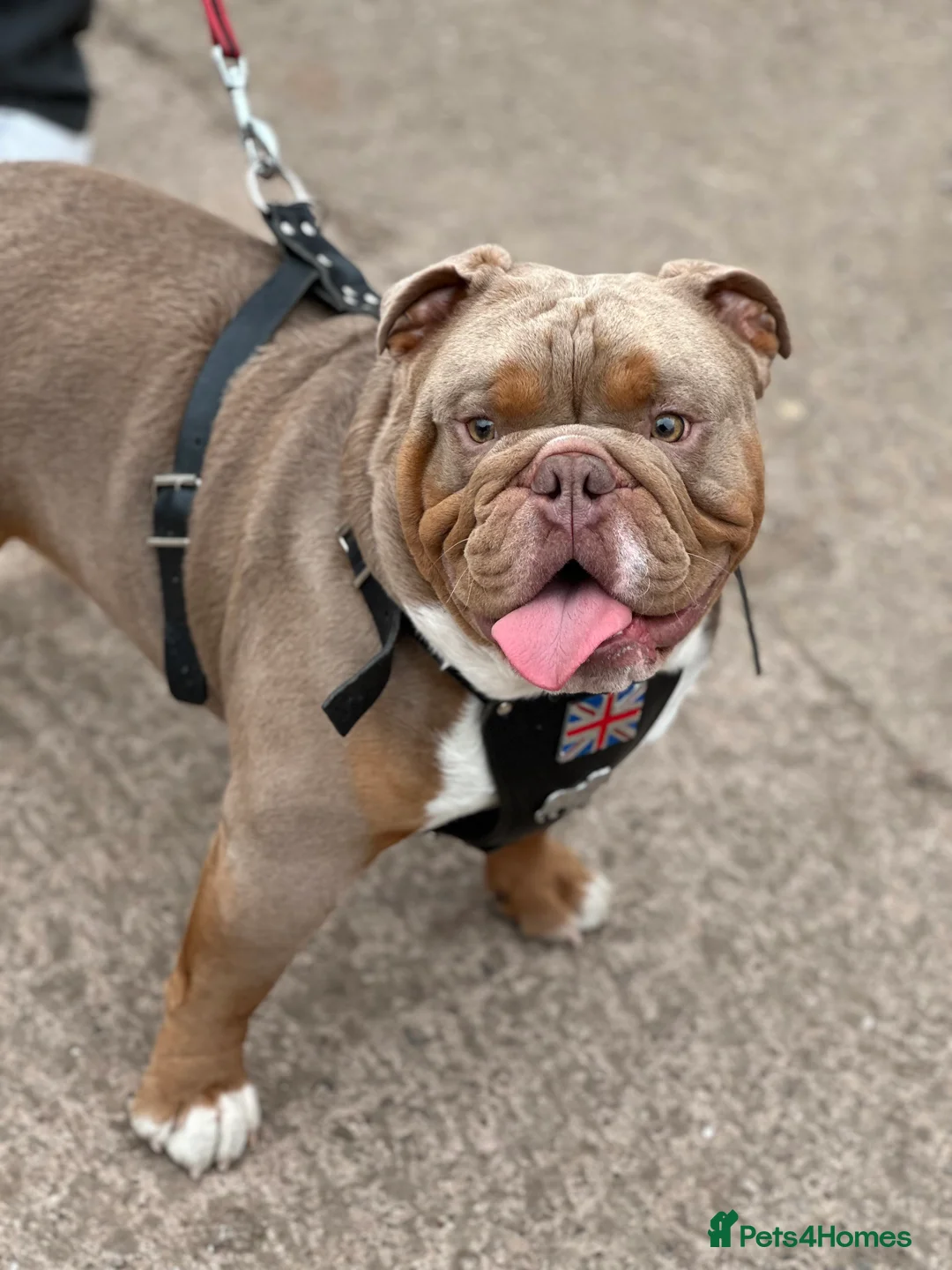 English Bulldog dogs for stud: KC fluffy and curly coat carrier bulldog stud  in Birmingham - Advert 4