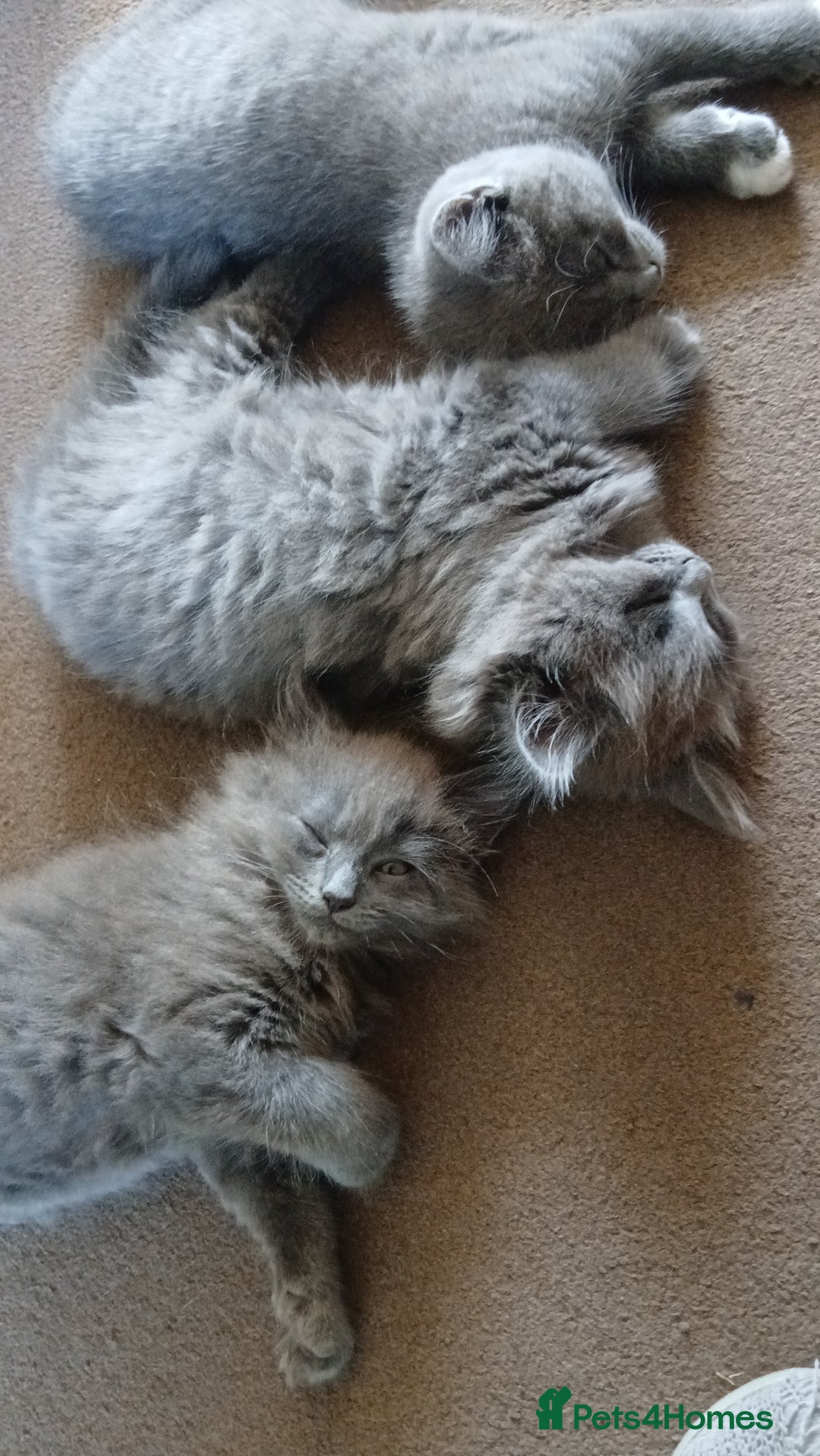 British Shorthair cats for sale: Gorgeous Short-hair British Blue - Image 6