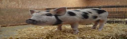 Pig livestock for sale: Mini/Micro Piglets 3 girls, 1 castrated male - Advert 5