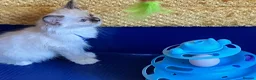 Ragdoll cats for sale: GCCF Сhampion Bloodline Ragdoll 5 GenPedigree 🏆🌟 - Advert 15
