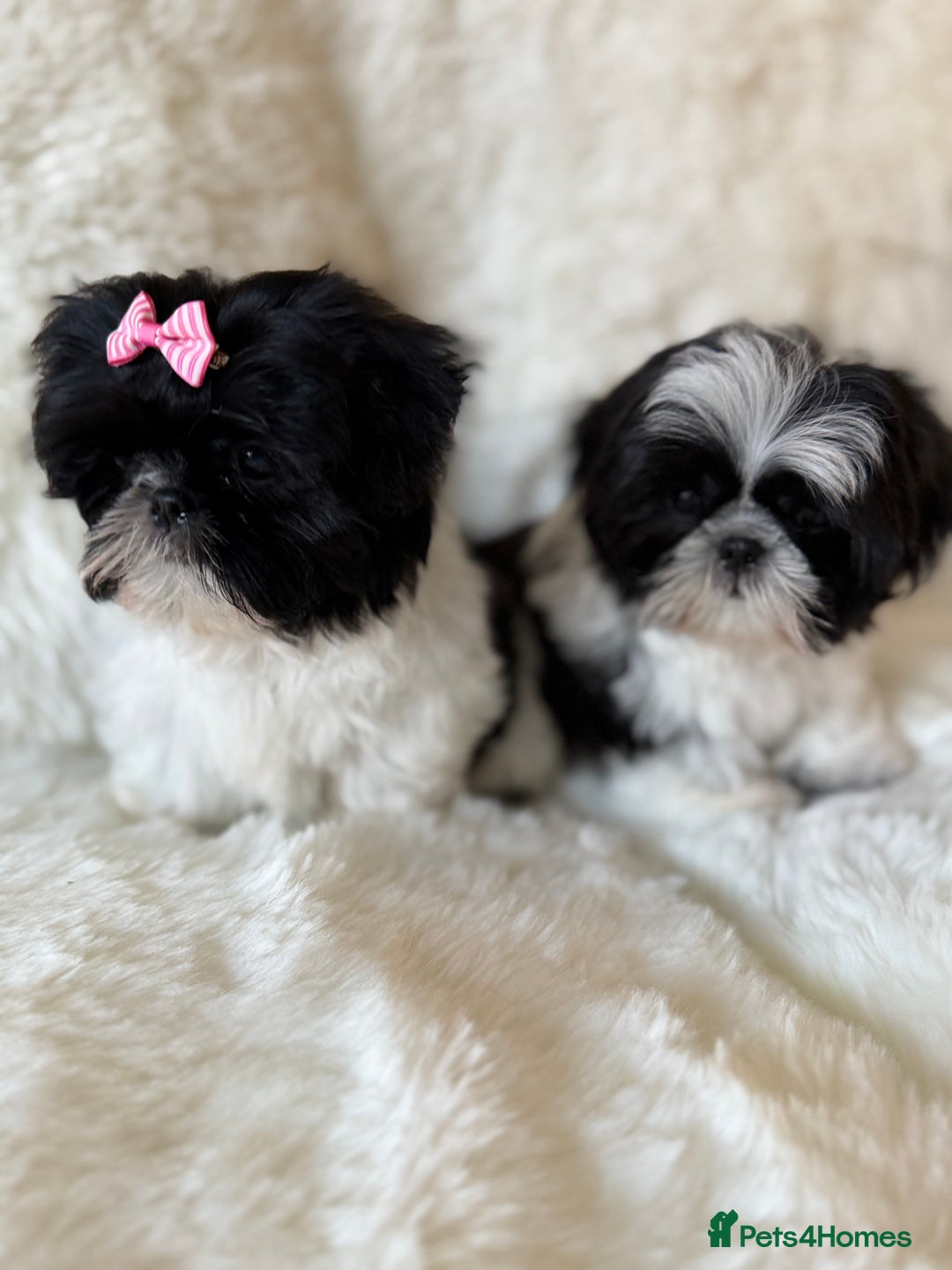 Shih Tzu dogs for sale: AMERICAN IMPERIAL SHIH TZU PUPPIES - Advert 12