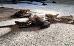 Savannah cats for sale: Gorgeous f5 kittens. Just melanistic girl left - Image 10