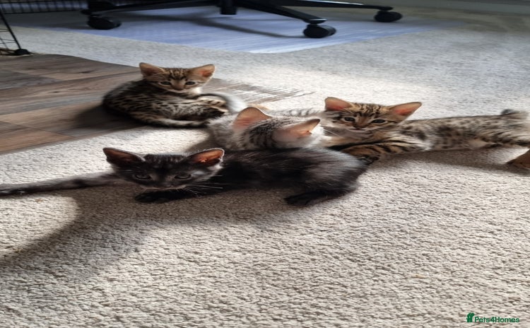 Savannah cats - Advert 11