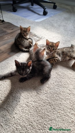 Savannah cats - Advert 12