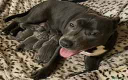 Staffordshire Bull Terrier dogs for sale: Pure-Bred Blue Staffordshire bull terrier puppies - Image 5