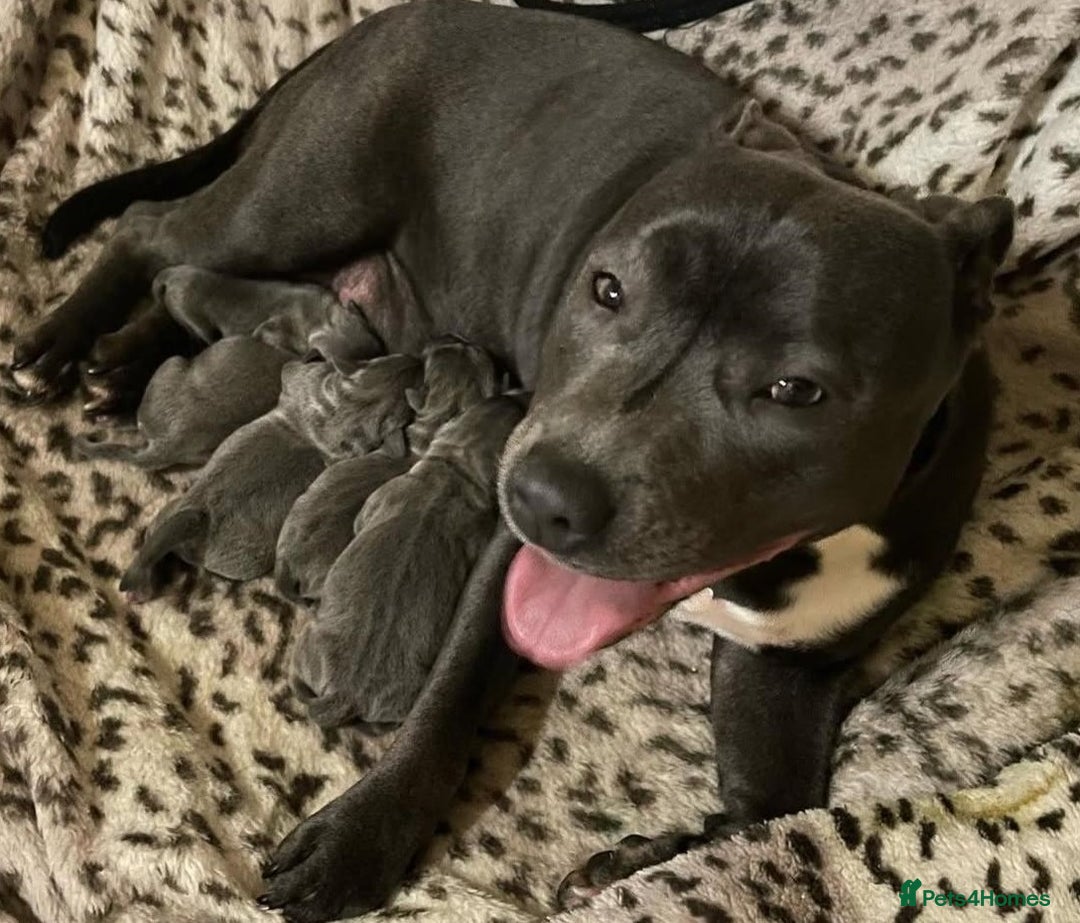 Staffordshire Bull Terrier dogs for sale: Pure-Bred Blue Staffordshire bull terrier puppies - Image 5
