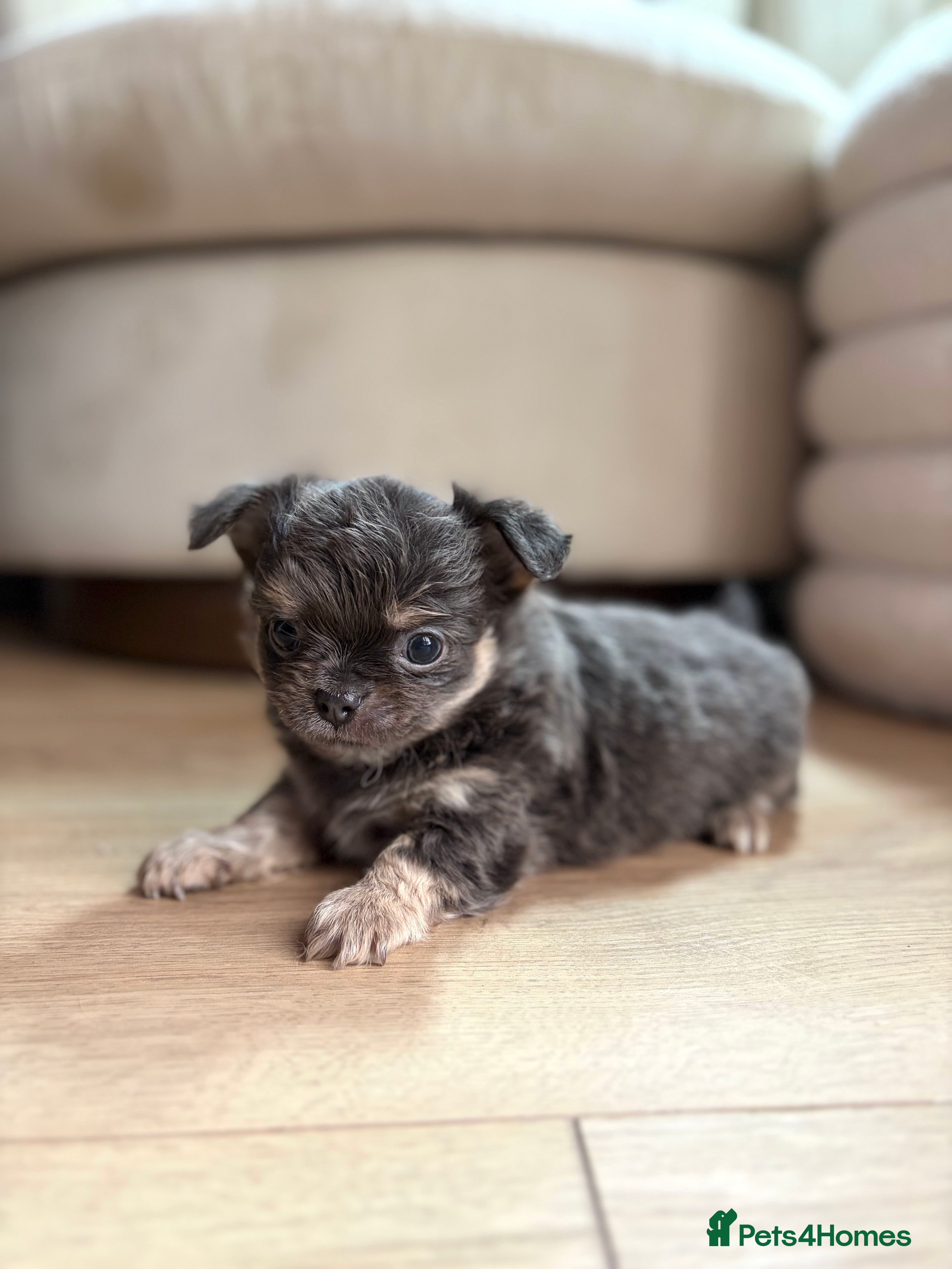 Chihuahua dogs 😍 Beautiful KC Chihuahua Puppies 😍 - Advert 1