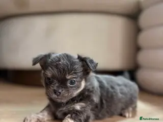 Chihuahua dogs 😍 Beautiful KC Chihuahua Puppies 😍 - Advert 1