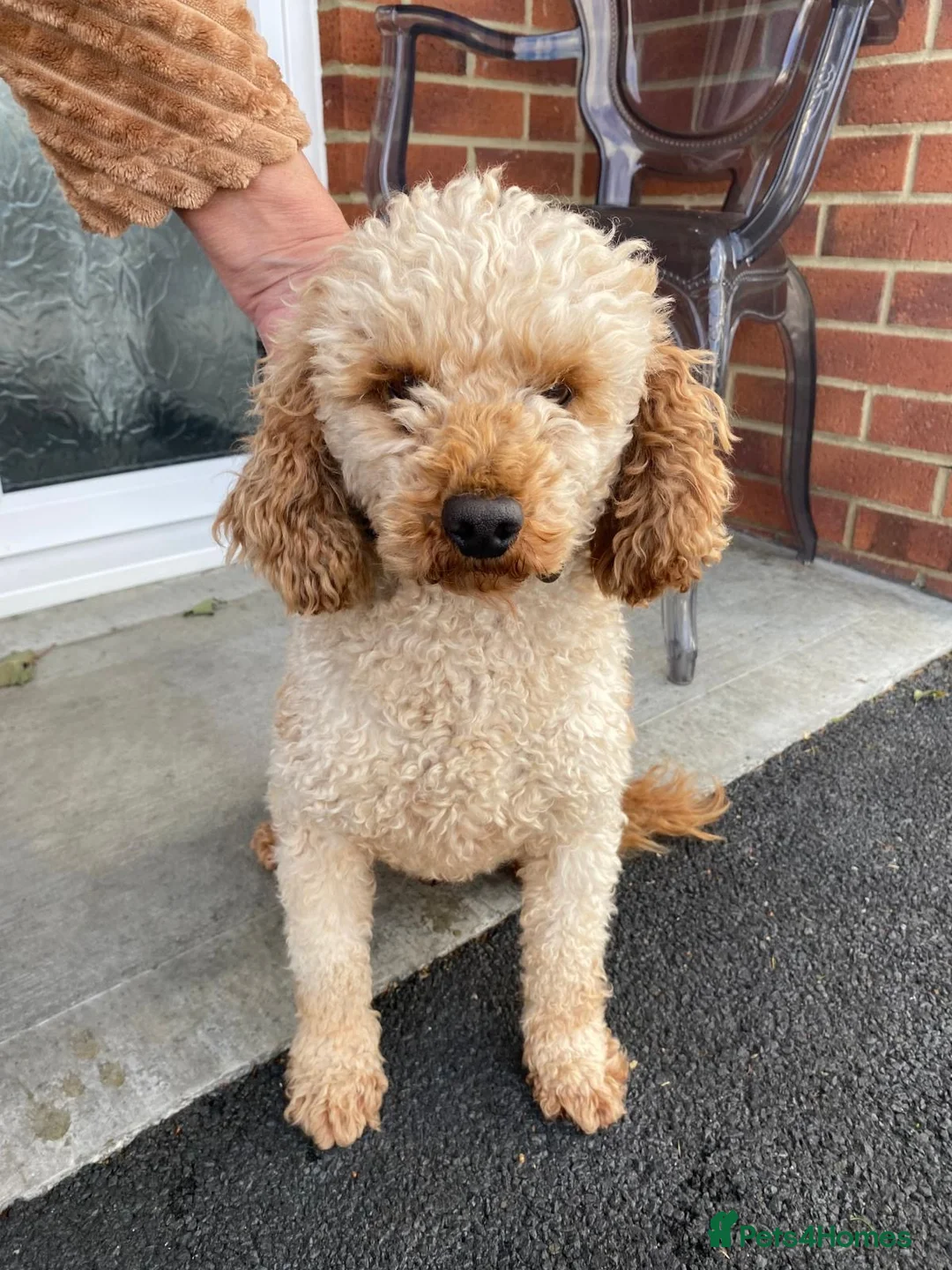 Cockapoo dogs for sale: F1 Cockapoos  - Advert 6